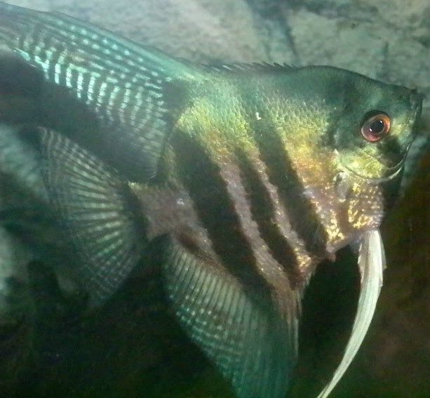 Angelfish - Pinoy Green Zebra - Small Angelfish - Pinoy Green Zebra - Small